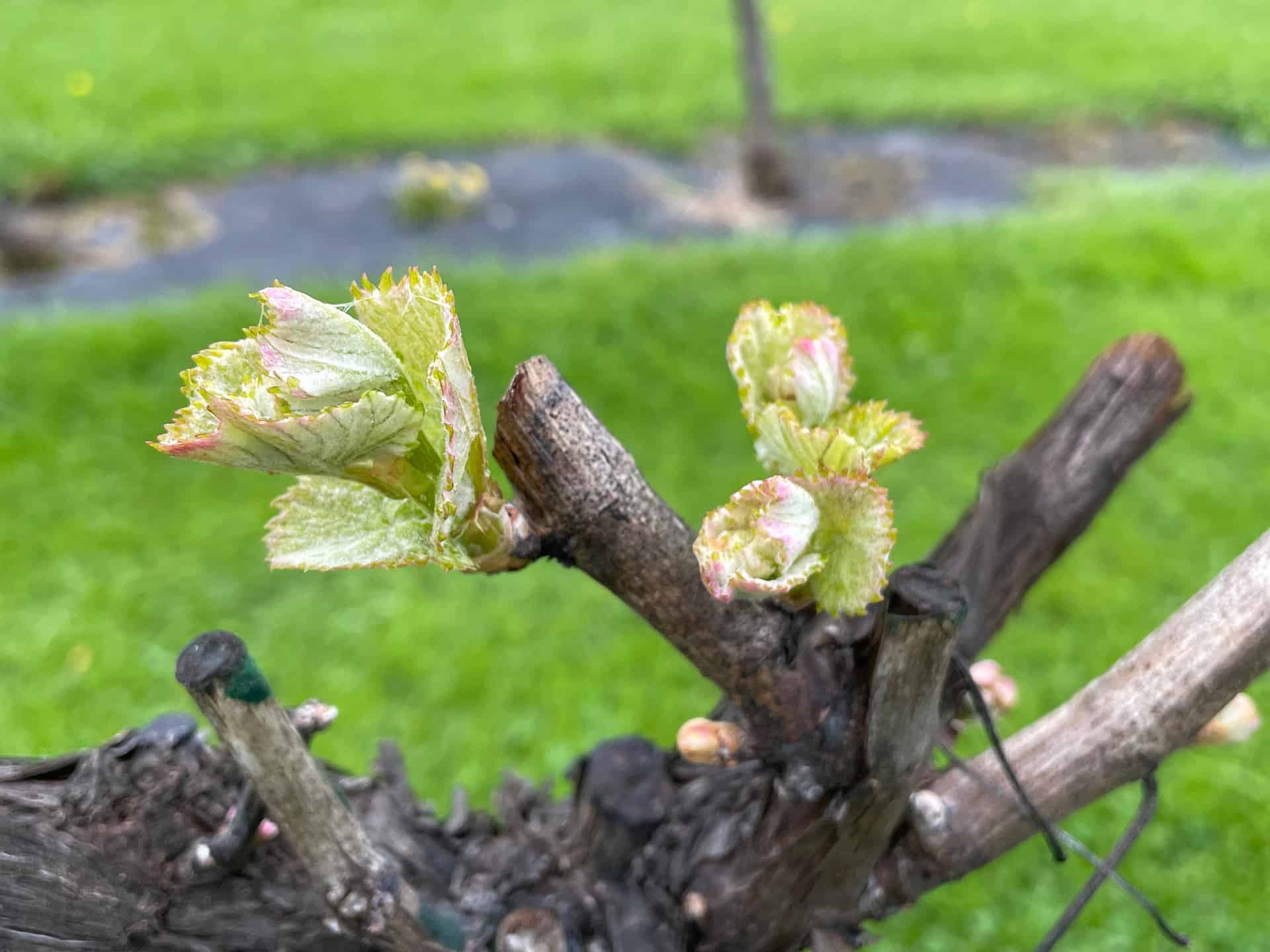 New Life on the Vines